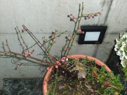 dscf1326