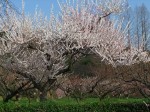 dscf1475