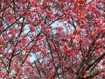 dscf1479